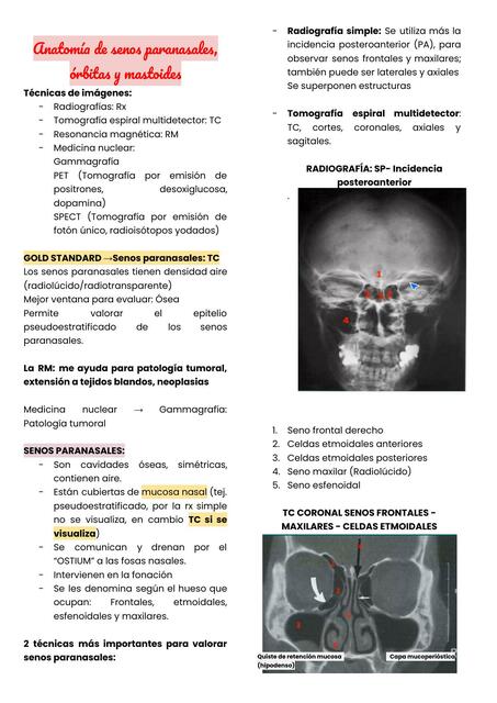 anatomía del seno etmoidal