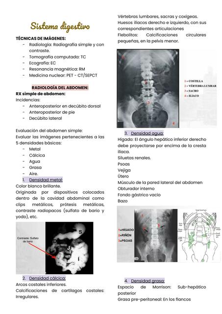 Anatomía y patología del sistema digestivo