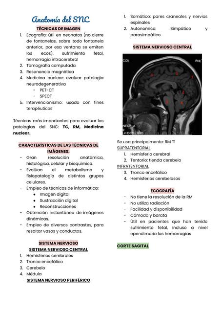 Anatomía y patología SNC