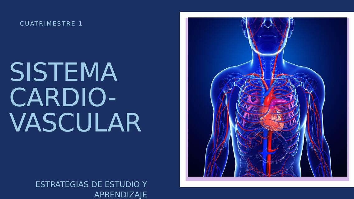 Sistema cardio-vascular