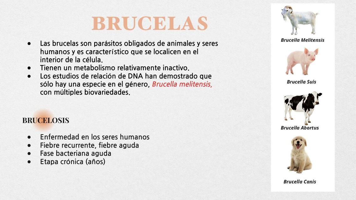 Brucelas