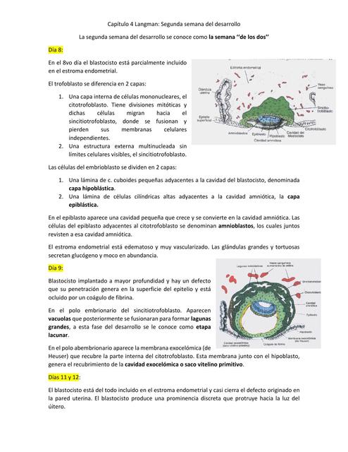 Segunda semana de desarrollo