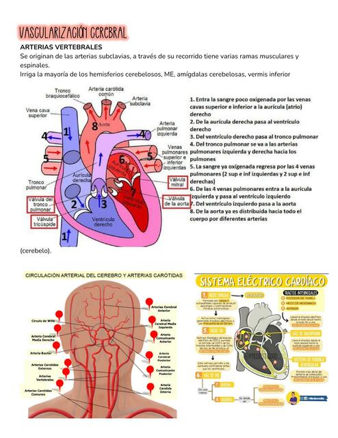 Vascularización cerebral