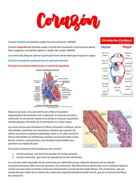 Cardiovascular