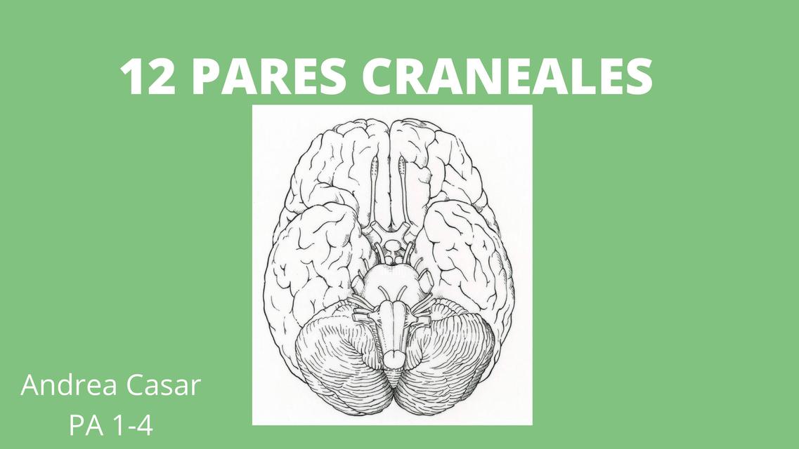 Pares craneales