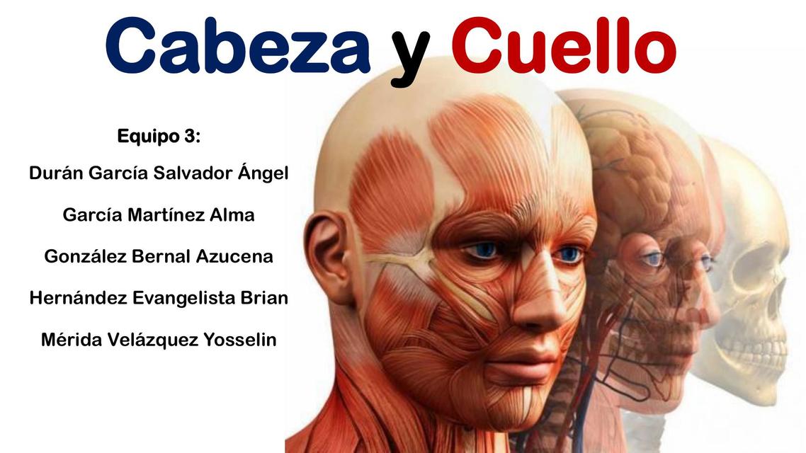 Cabeza y Cuello | ESPM MEDICINA | uDocz