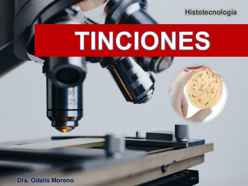 🔬Tinciones simples 🧫 Histotecnología / Histología🔬