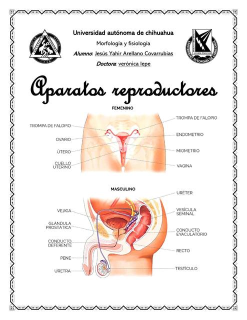 Aparatos reproductores