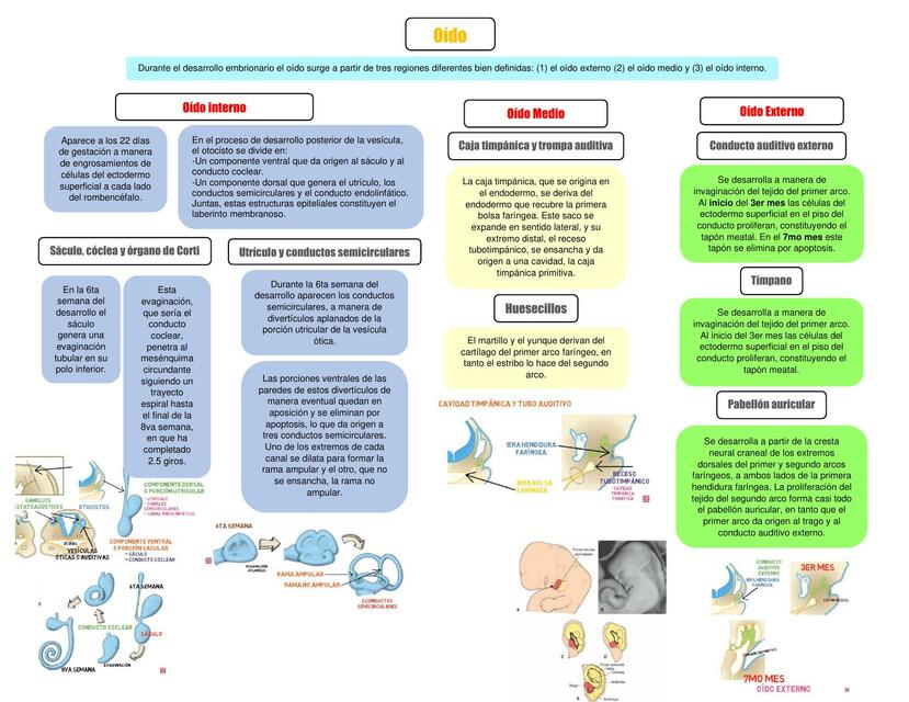 Embriología del oído