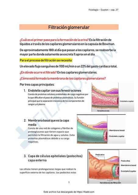 Filtracion glomerular