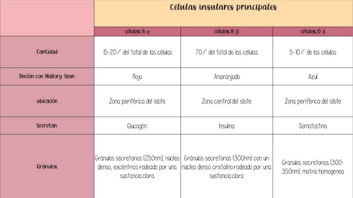 Histología de Páncreas Endocrino