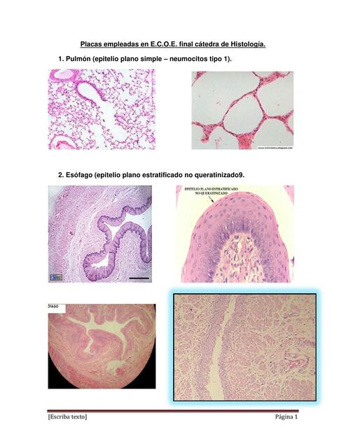 Placas de histologia ECOE