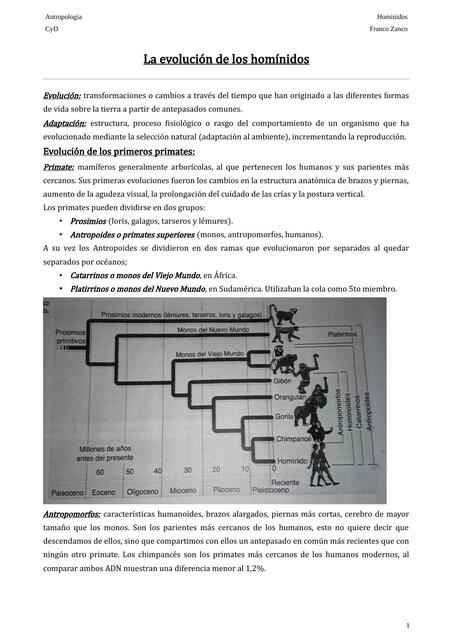 La Evolución de los Homínidos 