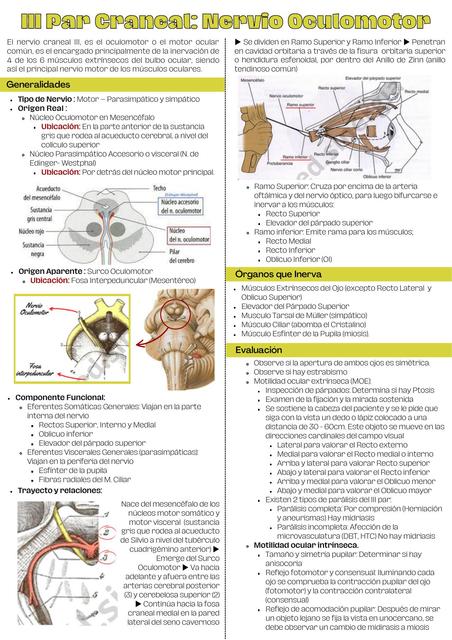 III Par Craneal: Nervio Oculomotor 