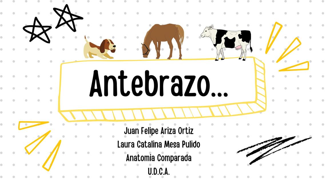 Anatomia; Antebrazo