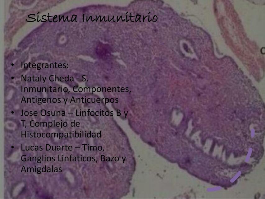 Sistema Inmunitario