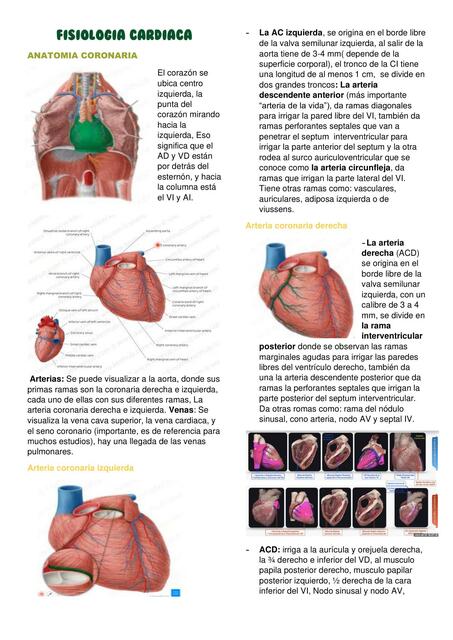 Fisiología Cardiaca