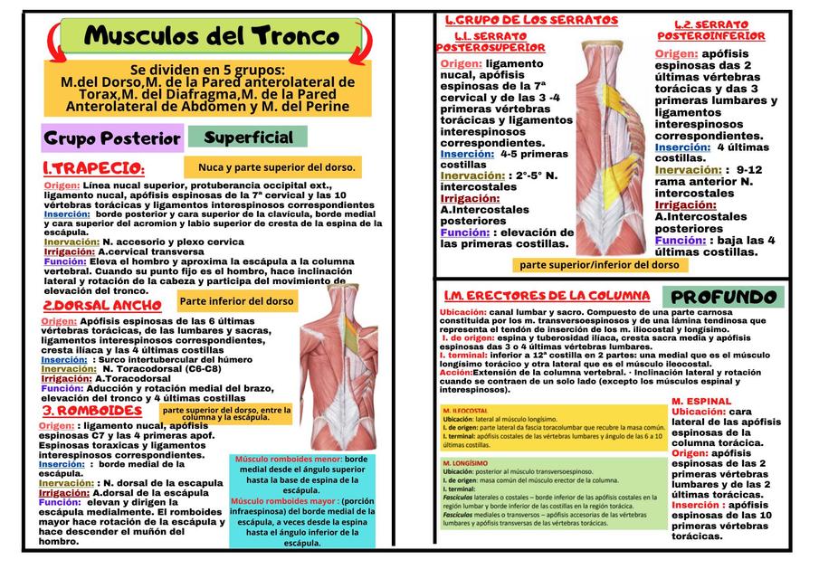 Musculos del Tronco