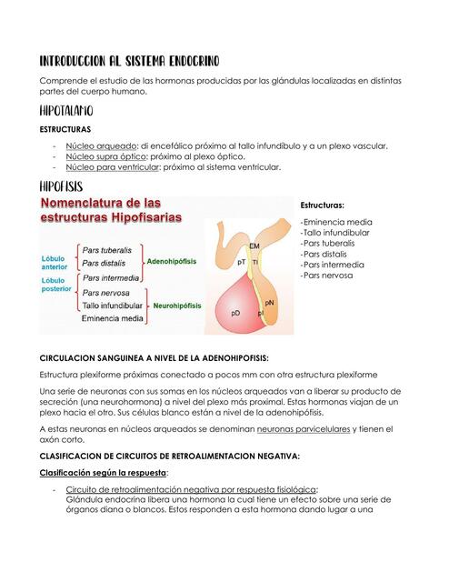 Introducción al Sistema Endocrino 