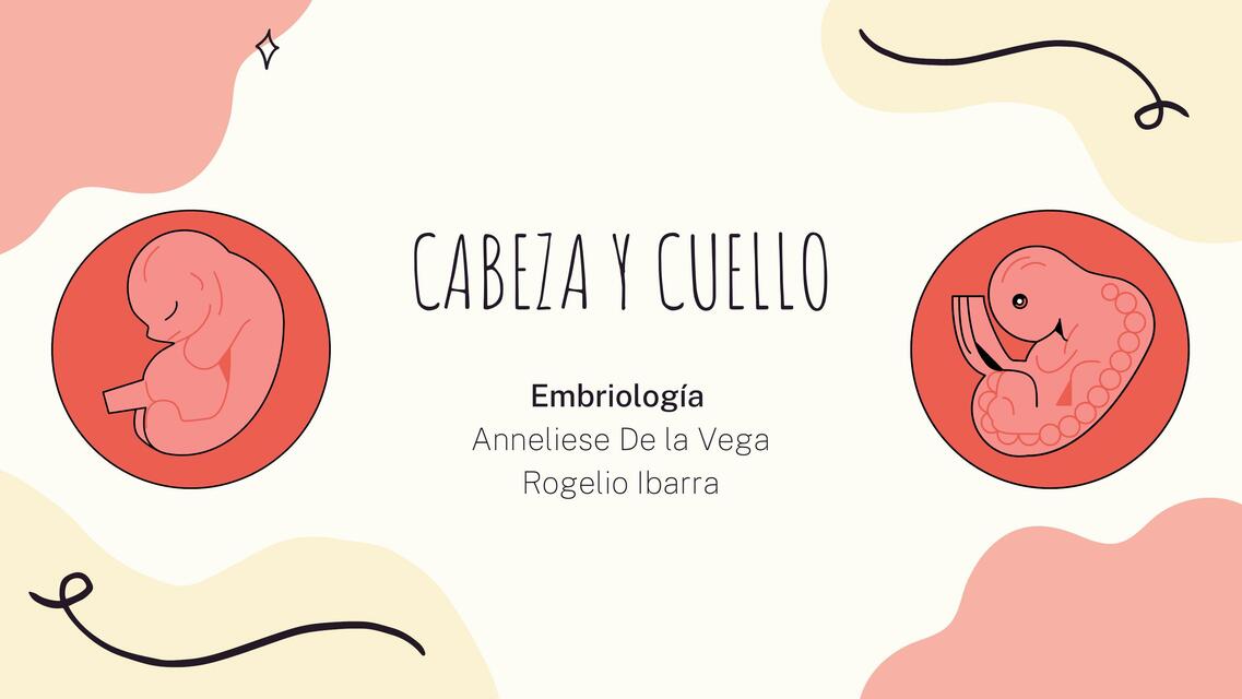 Cabeza y Cuello- Embriología 