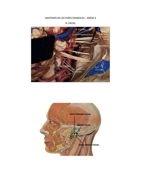 Anatomía de los Pares Craneales- Anexo 3 | Iair Braun | uDocz