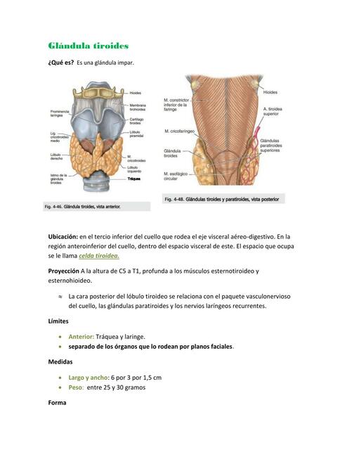 Glándula Tiroides | De La Fuente Carreta Ingrith Yareth | UDocz
