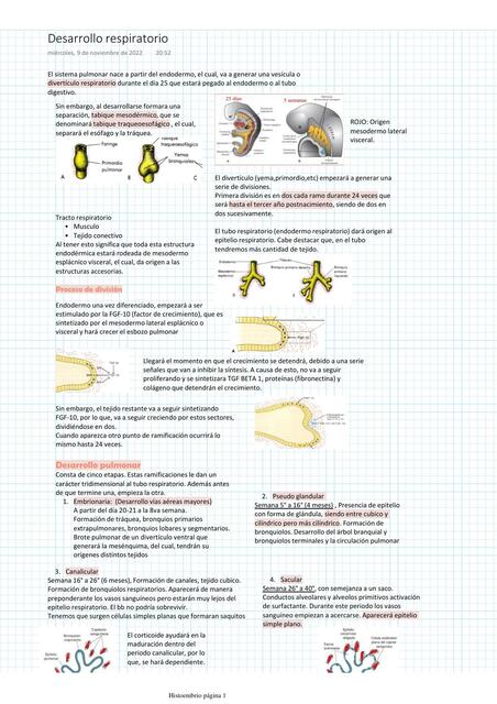 Desarrollo del Sistema respiratorio