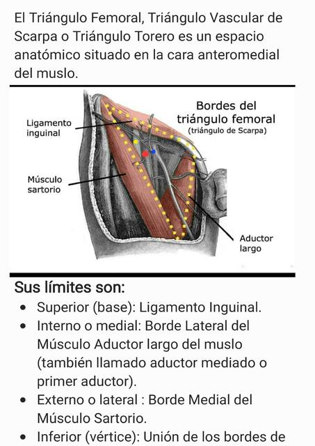 Triángulo Femoral 