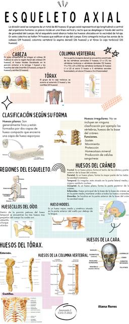 Infografía esqueleto axial