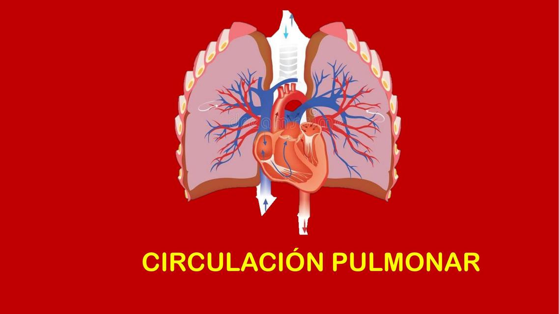 Circulación pulmonar