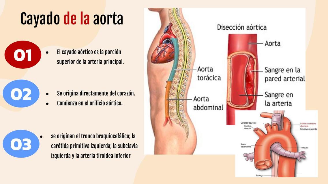 Sistema excito conductor y aorta abdominal