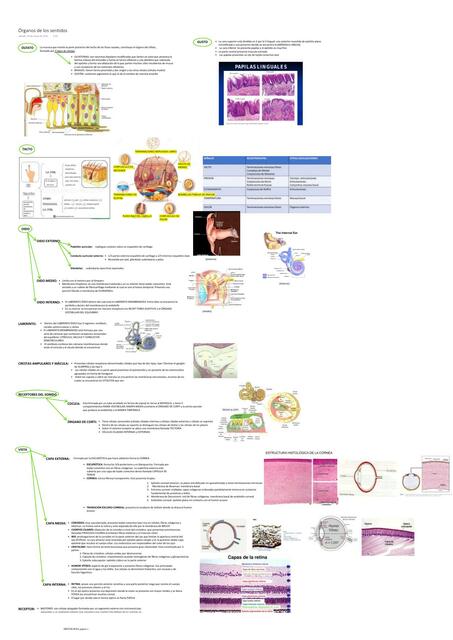 Órganos de los Sentidos