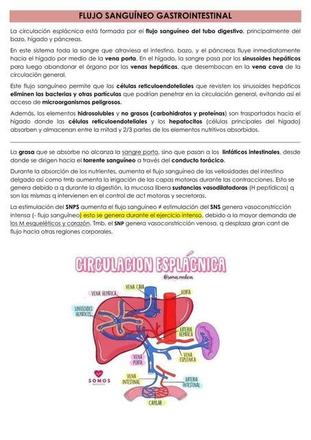 Flujo sanguíneo gastrointestinal