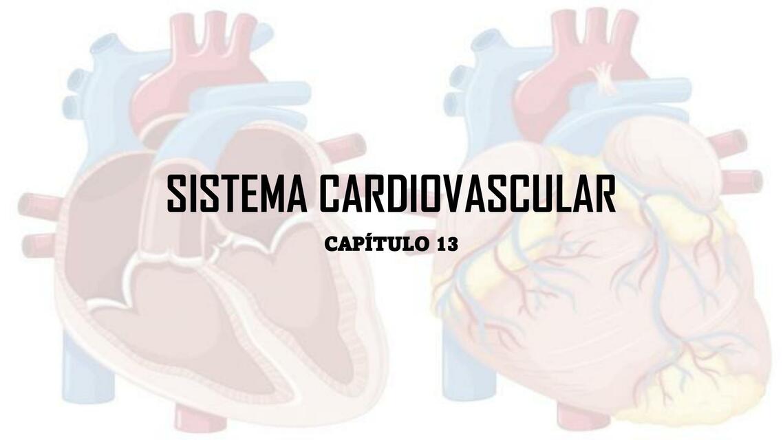 SISTEMA CARDIOVASCULAR