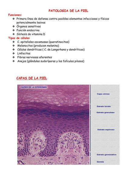 Patología de la Piel 