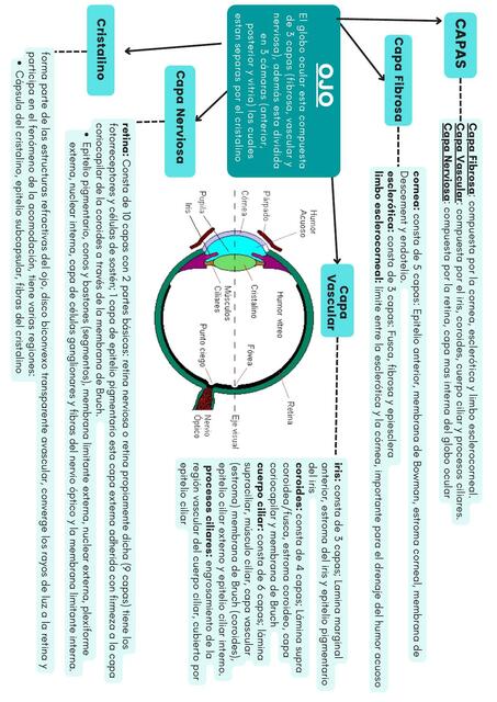Histología del Ojo 