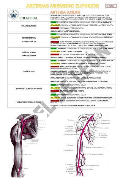 Arterias miembro superior 