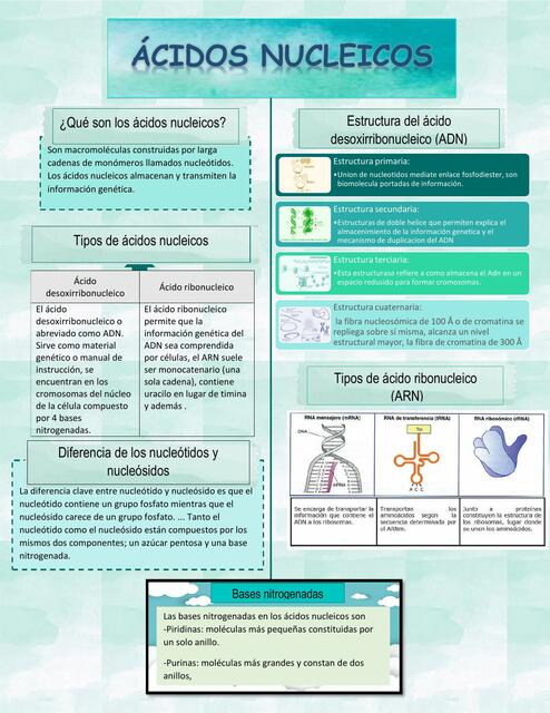 Ácidos nucleicos