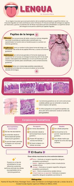 Histología de la Lengua 