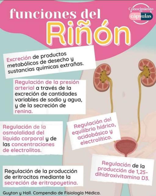 Funciones del Riñón uDocz