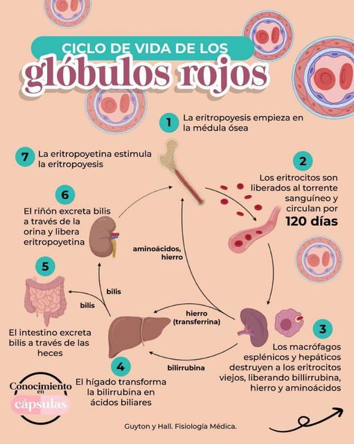 Glóbulos Rojos Yudoc Org Udocz