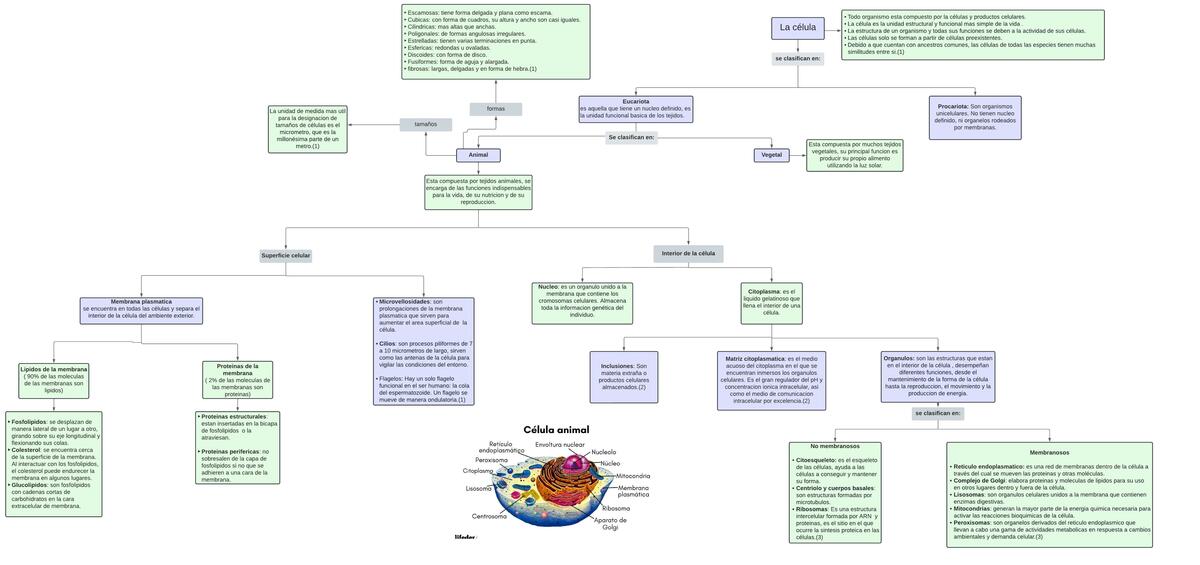 Clasificación de la célula eucariota