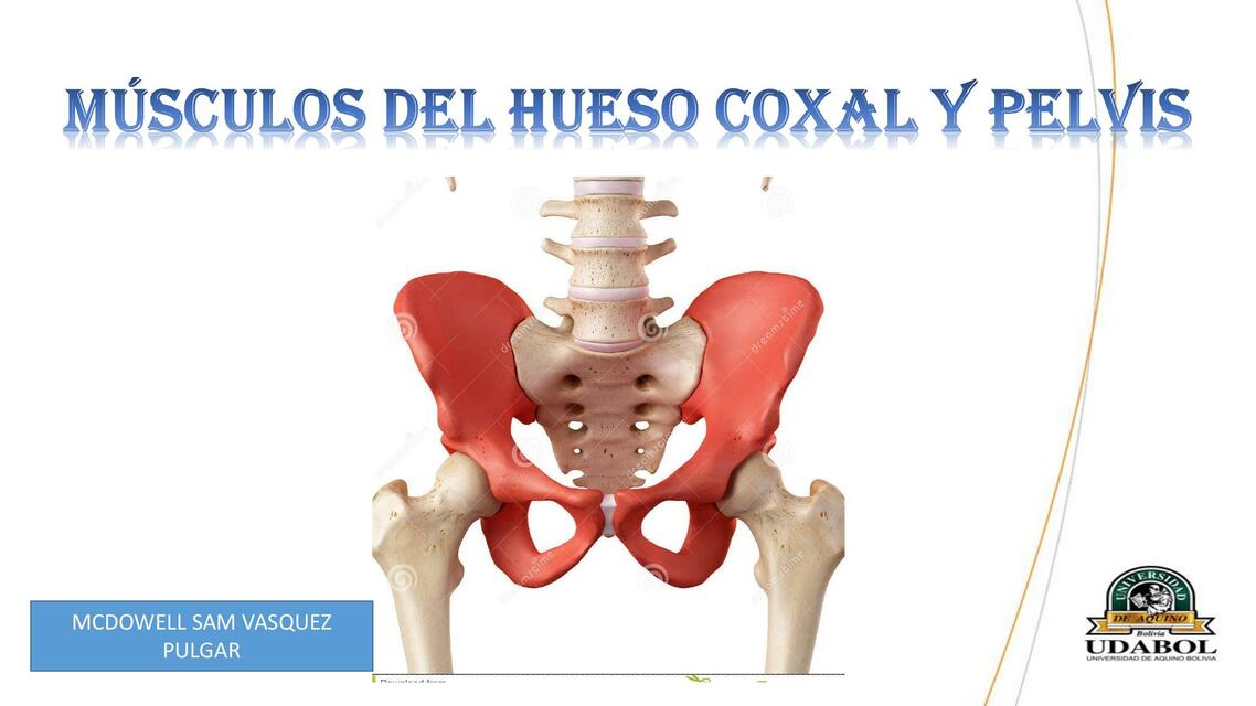 Huesos y musculos coxales y pelvis