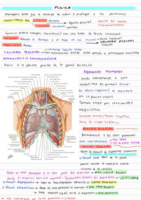 Pleura