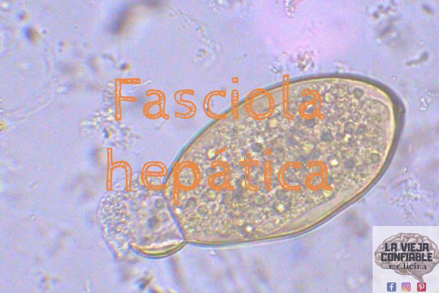 Fasciola Hepática