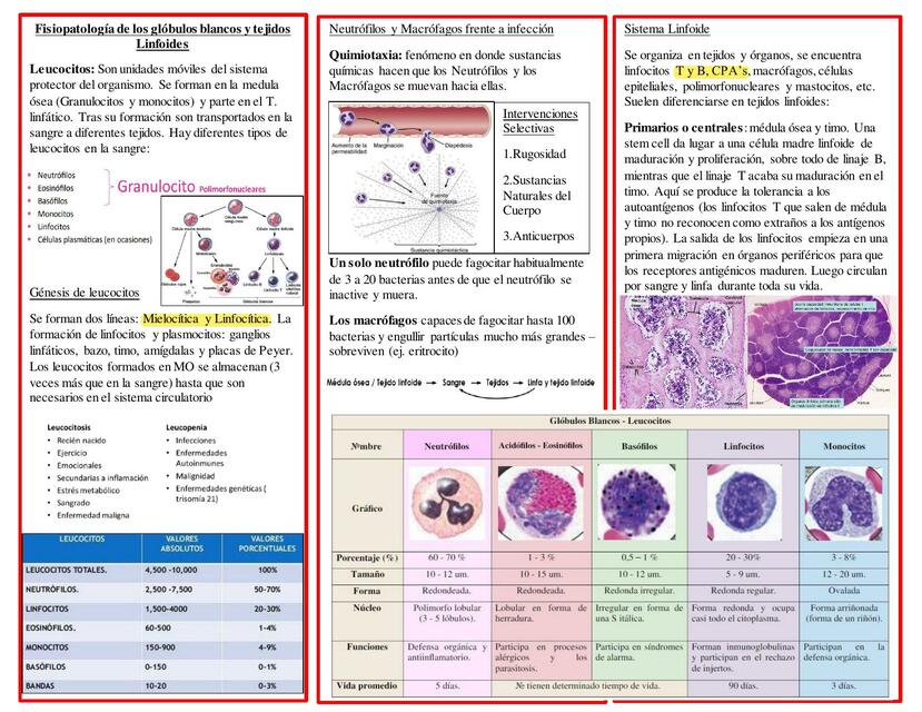 Resumen de Fisiopatología de Glóbulos Blancos y Tejidos Linfoides 