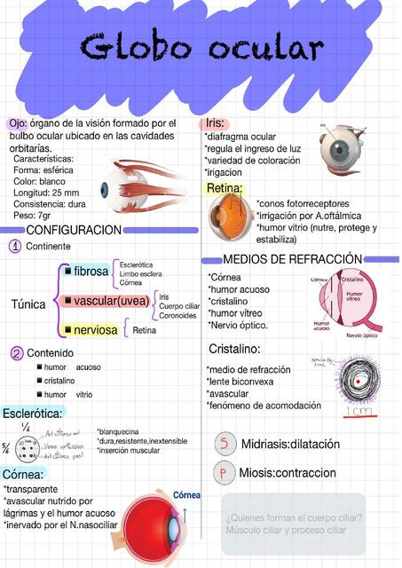 Globo Ocular