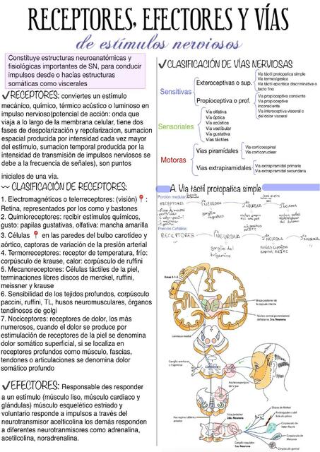 Receptores, Efectores y Vías de Impulso Nervioso