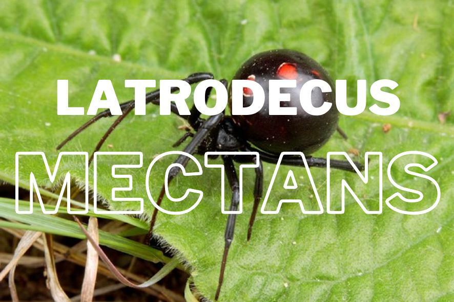 Latrodecus Mectans 