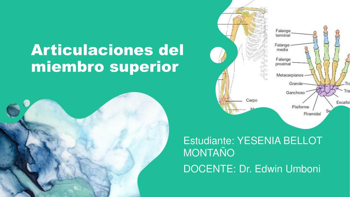 Articulaciones del miembro superior